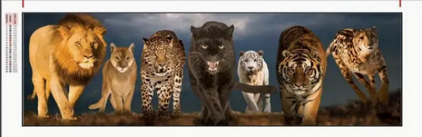 Diamond Painting  Wilde Tiere, Leopard, Löwe, Tiger, Puma